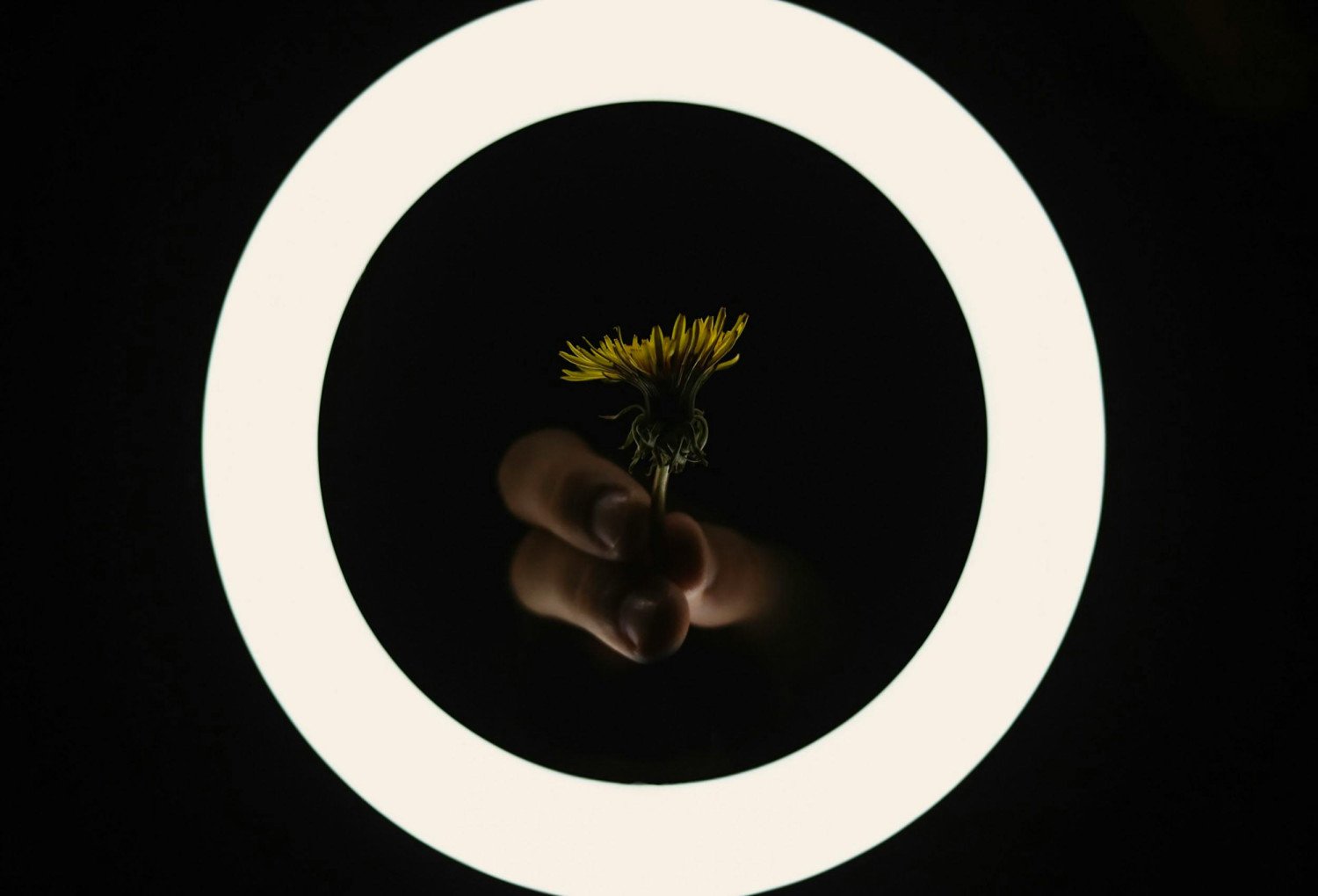 Ring Light (Small/Medium)